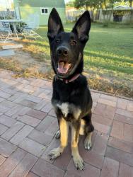 Found/Stray Male Dog last seen 44th st and e Vernon ave in an alley behind oak st, Phoenix, AZ 85008