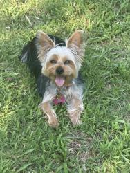 Lost Female Dog last seen Compass pointe, Flowery Branch, GA 30542