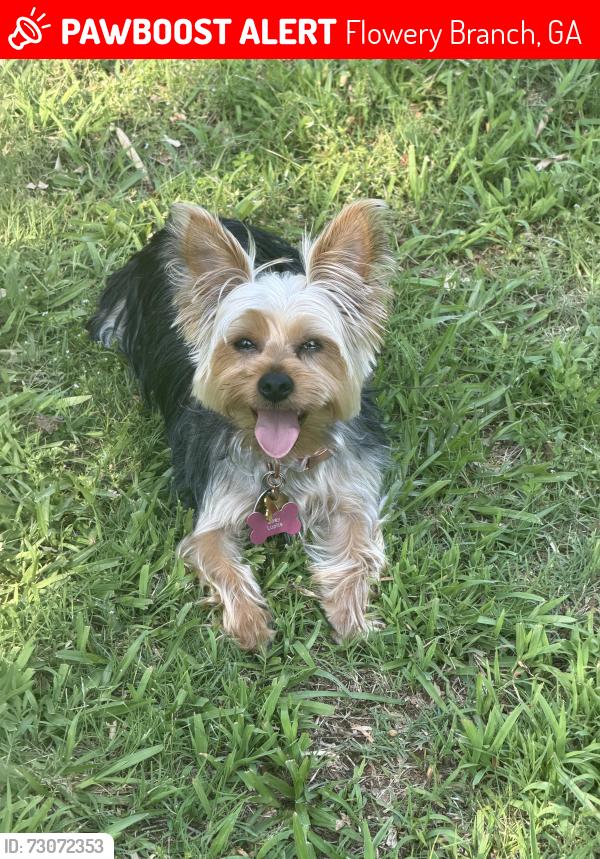 Lost Female Dog last seen Compass pointe, Flowery Branch, GA 30542