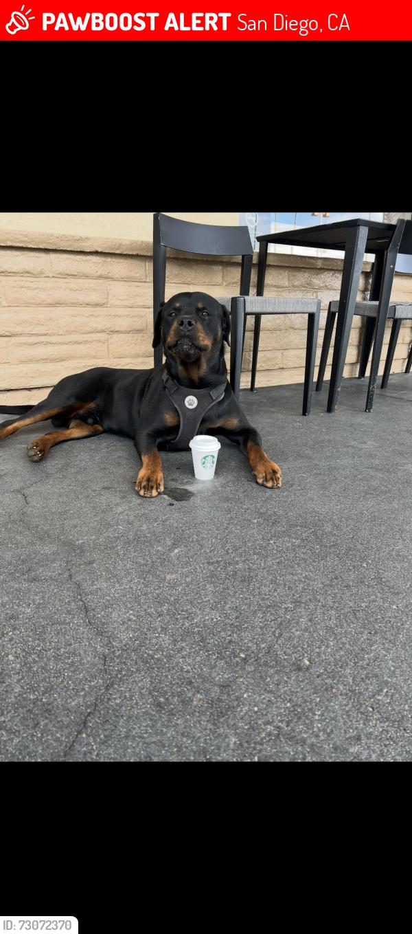 Lost Male Dog last seen Mission beach California , San Diego, CA 92109