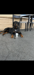 Lost Male Dog last seen Mission beach California , San Diego, CA 92109