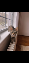 Reunited Male Cat last seen Marlowe apmts, Arlington, VA 22202