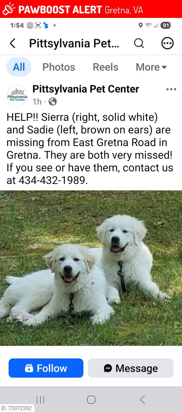 Lost Female Dog last seen Near East Gretna Road, Gretna, VA 24557