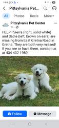 Lost Female Dog last seen Near East Gretna Road, Gretna, VA 24557