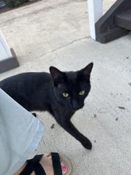 Found/Stray Male Cat last seen Lincoln and fifth, Grandview Heights, OH 43212