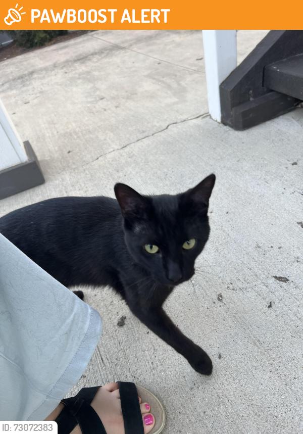 Found/Stray Male Cat last seen Lincoln and fifth, Grandview Heights, OH 43212