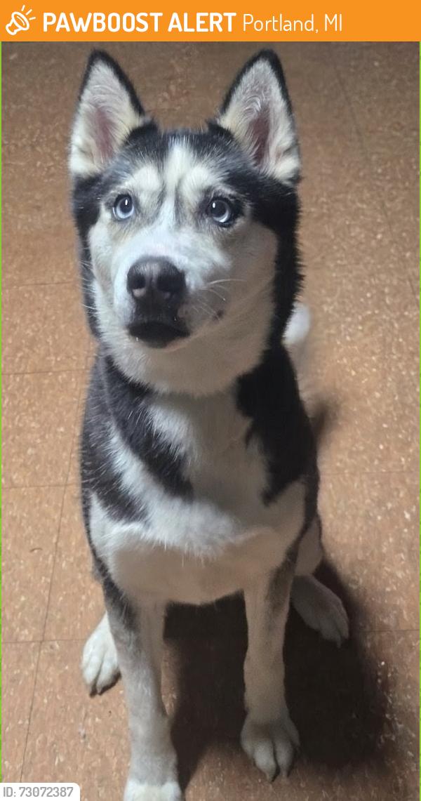 Found/Stray Female Dog last seen Grand River and sunfield Highway, Portland, MI 48875