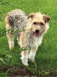 Reunited Female Dog last seen Freeman Brielle , Gilberts, IL 60136