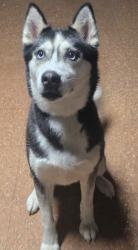 Found/Stray Female Dog last seen Grand River and sunfield Highway, Portland, MI 48875