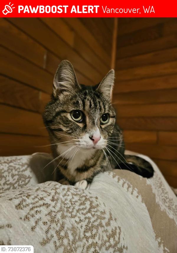 Lost Male Cat last seen 78th and Bacon Road, Vancouver, WA 98665
