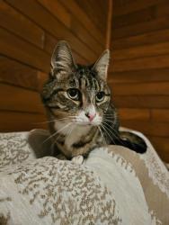 Lost Male Cat last seen 78th and Bacon Road, Vancouver, WA 98665
