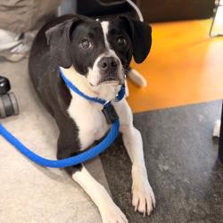 Shelter Stray Female Dog last seen , Animal Care & Control Team of Philly, 111 W Hunting Park Ave, Philadelphia, PA 19140, USA