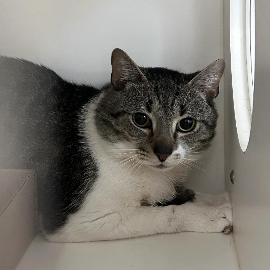 Shelter Stray Male Cat last seen , Animal Care & Control Team of Philly, 111 W Hunting Park Ave, Philadelphia, PA 19140, USA