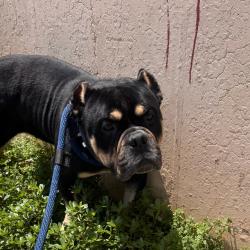 Shelter Stray Male Dog last seen , Animal Care & Control Team of Philly, 111 W Hunting Park Ave, Philadelphia, PA 19140, USA
