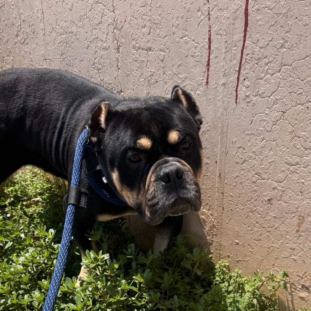 Shelter Stray Male Dog last seen , Animal Care & Control Team of Philly, 111 W Hunting Park Ave, Philadelphia, PA 19140, USA