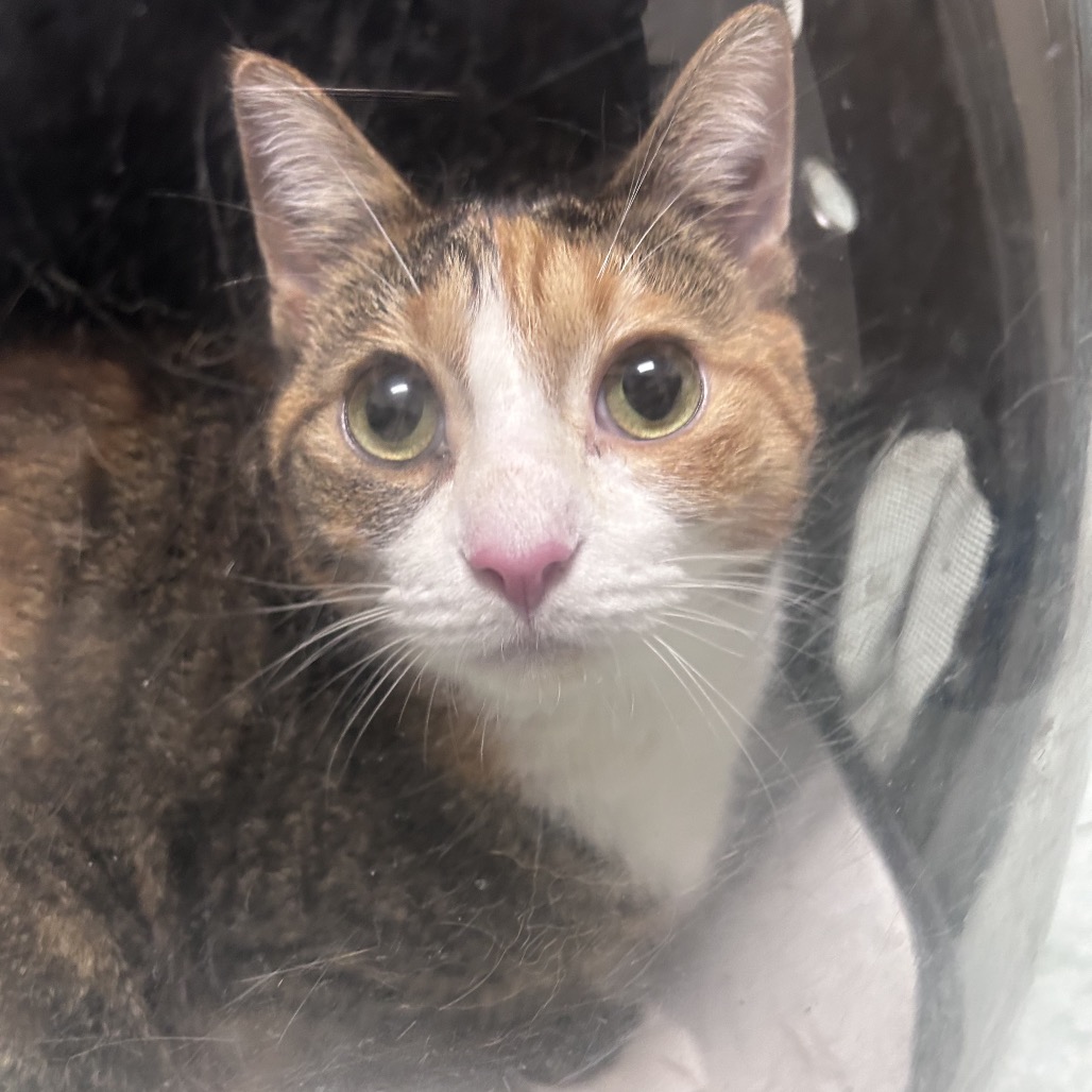 Shelter Stray Female Cat last seen , Animal Care & Control Team of Philly, 111 W Hunting Park Ave, Philadelphia, PA 19140, USA