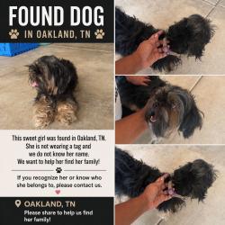 Reunited Female Dog last seen Redford lane, Oakland, TN 38060