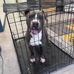 Shelter Stray Male Dog last seen , Animal Care & Control Team of Philly, 111 W Hunting Park Ave, Philadelphia, PA 19140, USA