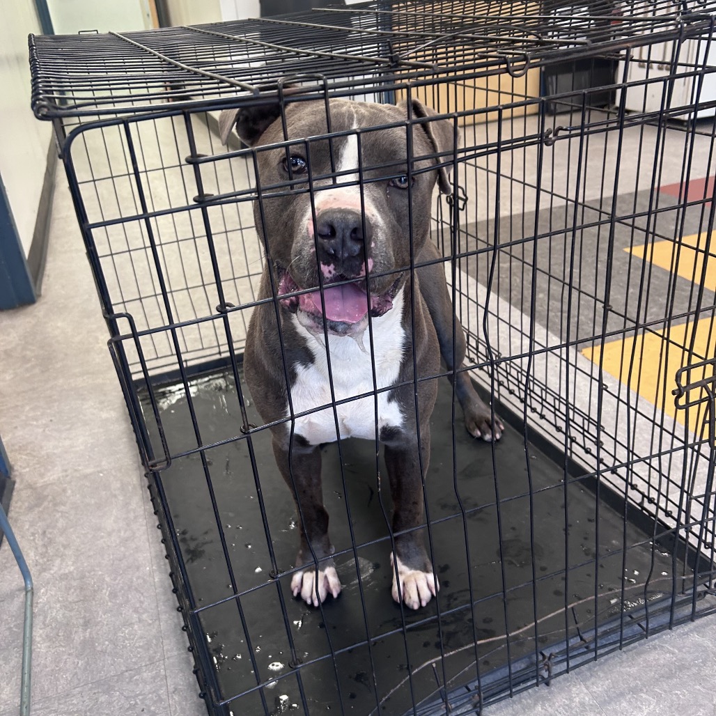 Shelter Stray Male Dog last seen , Animal Care & Control Team of Philly, 111 W Hunting Park Ave, Philadelphia, PA 19140, USA