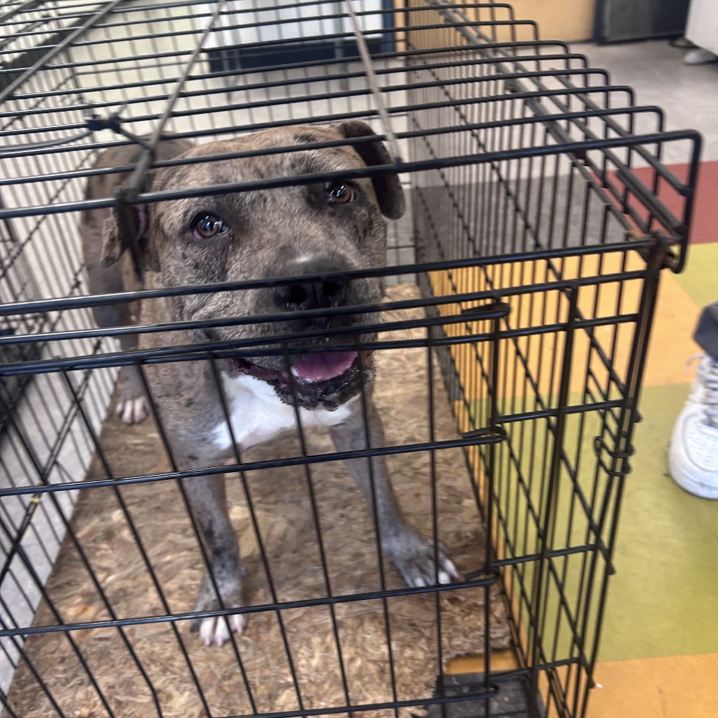Shelter Stray Unknown Dog last seen , Animal Care & Control Team of Philly, 111 W Hunting Park Ave, Philadelphia, PA 19140, USA
