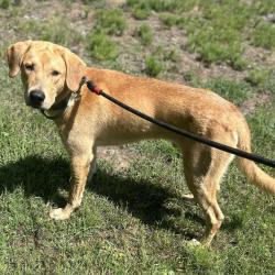 Shelter Stray Male Dog last seen , 2951 S 1st St, Cabot, AR 72023, USA
