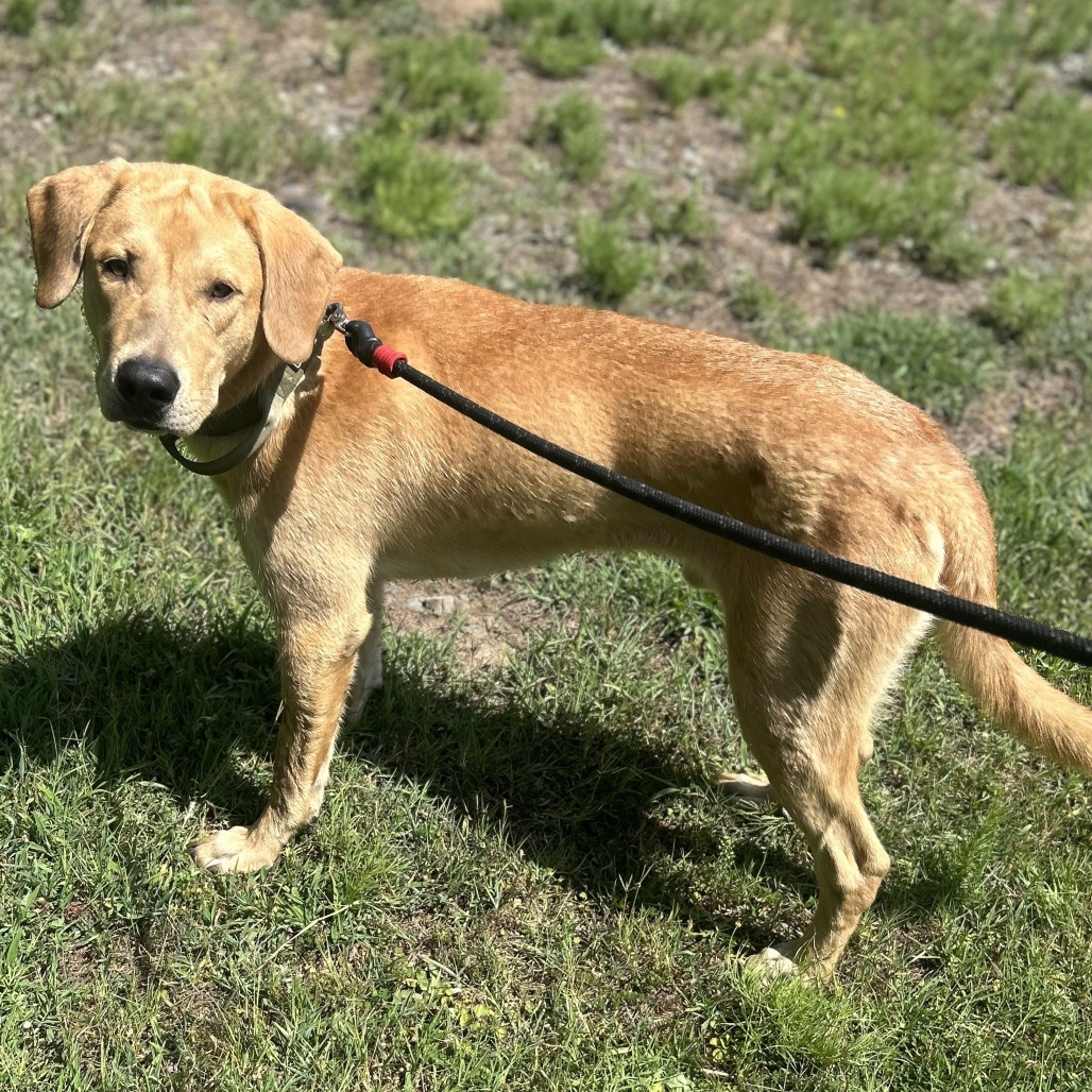 Shelter Stray Male Dog last seen , 2951 S 1st St, Cabot, AR 72023, USA