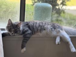Lost Female Cat last seen Mackinac, Lincoln, CA 95648
