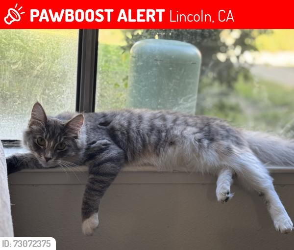 Lost Female Cat last seen Mackinac, Lincoln, CA 95648