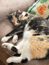 Reunited Female Cat last seen 38th Street and 25th Ave, Minneapolis, MN 55406