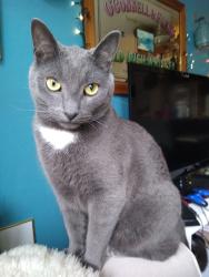 Reunited Male Cat last seen Foundry Ave and powerhouse St , Toronto, ON M6H