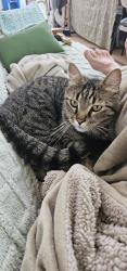 Reunited Unknown Cat last seen Willis, Canyon County, ID 83607