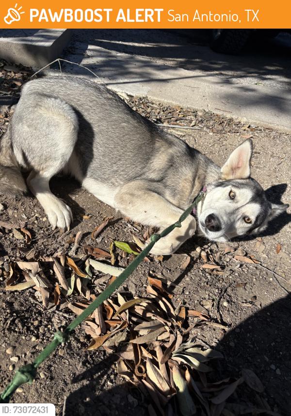 Found/Stray Male Dog last seen Moore’s Feed & Seed Store, San Antonio, TX 78214