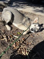 Found/Stray Male Dog last seen Moore’s Feed & Seed Store, San Antonio, TX 78214