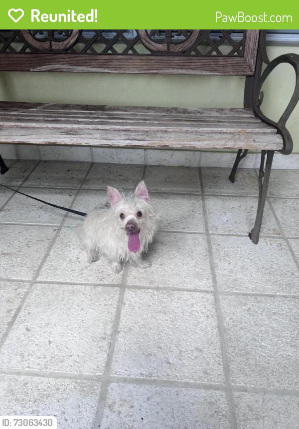 Reunited Male Dog last seen Coconut Palm Elementary School in Miramar, Miramar, FL 33027