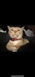 Lost Male Cat last seen Fern creek, Louisville, KY 40291
