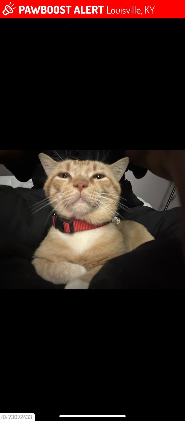 Lost Male Cat last seen Fern creek, Louisville, KY 40291
