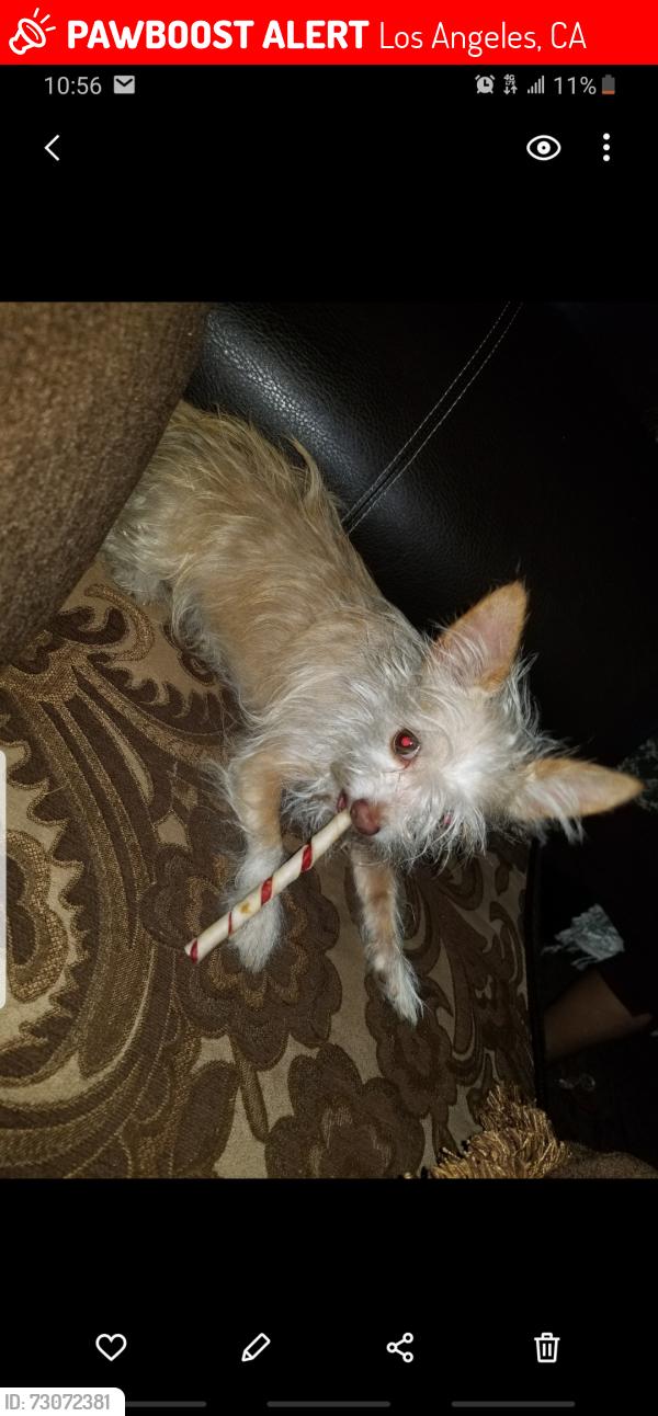 Lost Female Dog last seen 66th st between Main street and san pedro st, Los Angeles, CA 90003