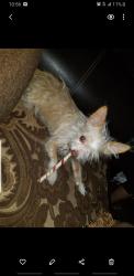 Lost Female Dog last seen 66th st between Main street and san pedro st, Los Angeles, CA 90003