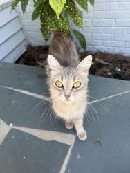 Found/Stray Male Cat last seen Whispering Pines Country Club, Whispering Pines, NC 28327
