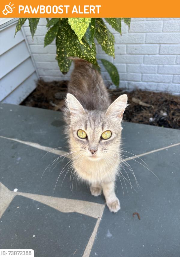 Found/Stray Male Cat last seen Whispering Pines Country Club, Whispering Pines, NC 28327