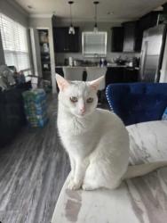 Reunited Female Cat last seen Near starflower trace, Greenwood, IN 46143