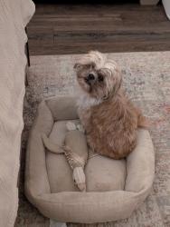 Reunited Male Dog last seen By dollar general, or Mt. Vernon neighborhood, Harrisburg, PA 17110