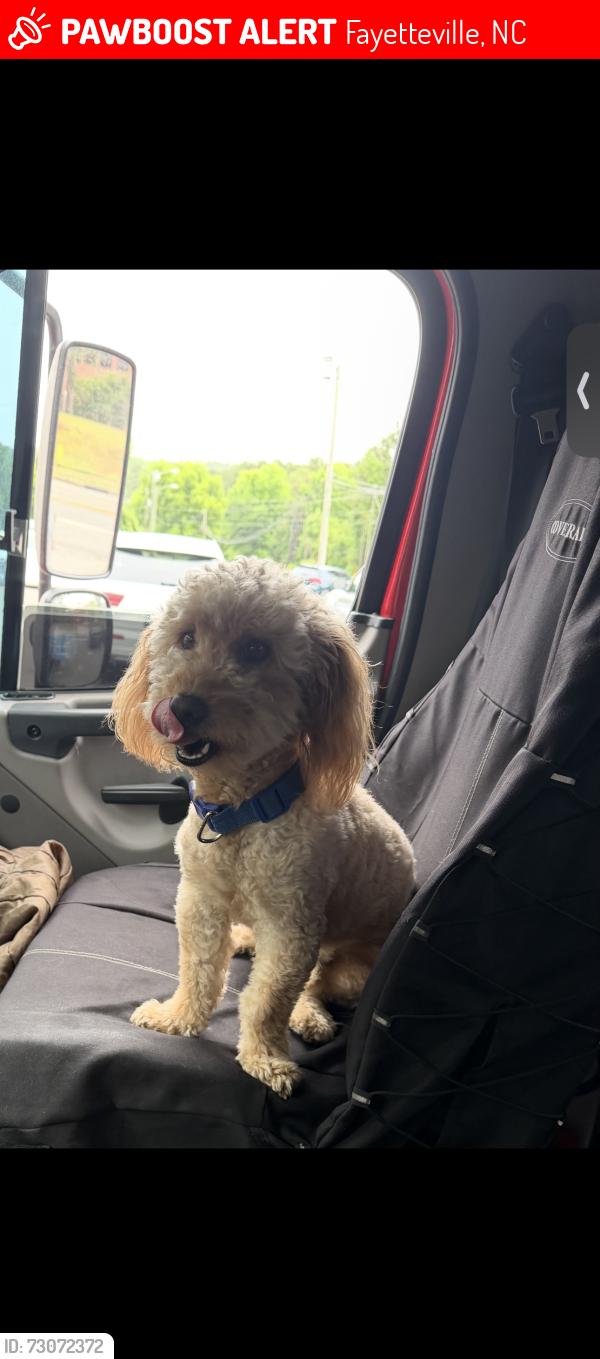 Lost Male Dog last seen Near Bagley Rd Kenley NC, Fayetteville, NC 28312