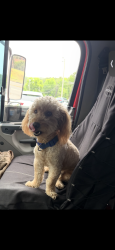 Lost Male Dog last seen Near Bagley Rd Kenley NC, Fayetteville, NC 28312