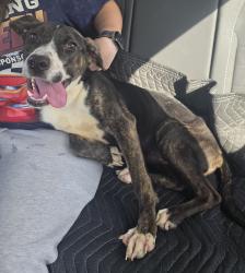 Found/Stray Female Dog last seen Off Old Linwood Rd near factory, Lexington, NC 27292