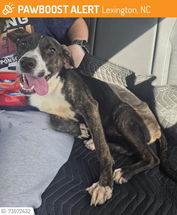 Found/Stray Female Dog last seen Off Old Linwood Rd near factory, Lexington, NC 27292