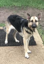 Lost Female Dog last seen Marble Falls and Earlmist, Spring, TX 77373