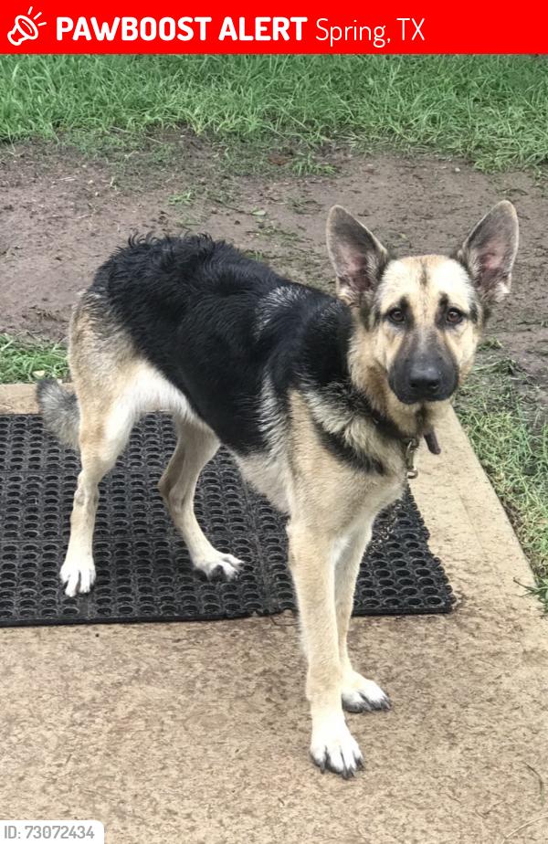 Lost Female Dog last seen Marble Falls and Earlmist, Spring, TX 77373