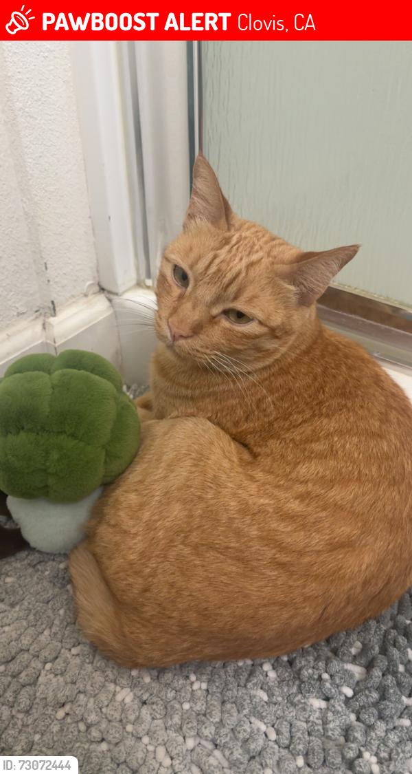 Lost Male Cat last seen Peach St, Alamost St, Clovis, CA 93612