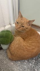 Lost Male Cat last seen Peach St, Alamost St, Clovis, CA 93612